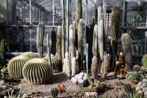 Cactus Communications - Event in Gilbert